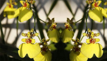 orchid=oncidium