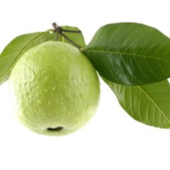 Guava