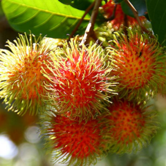 Rambutan