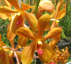 orchids-mokara