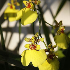 orchids-oncidium