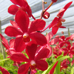 orchids-red