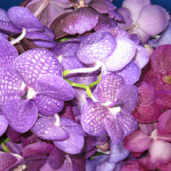 orchids-vanda